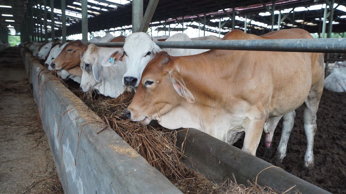 ID FOOD Dorong Peningkatan Konsumsi Protein Hewani Masyarakat